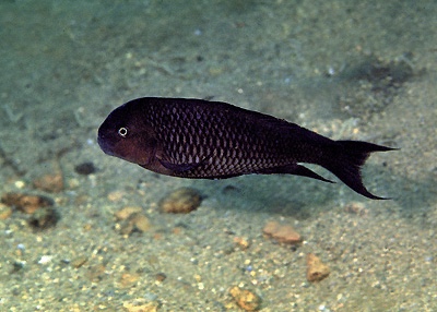 Tropheus annectens 'Mtoto'